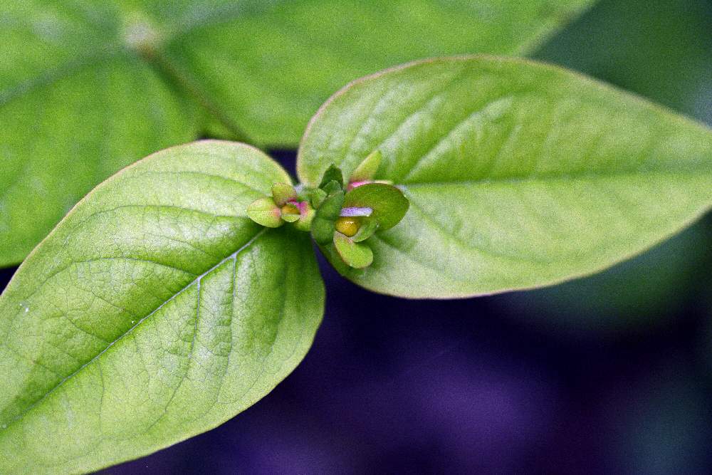 Hypericum androsaemum (Hypericaceae)